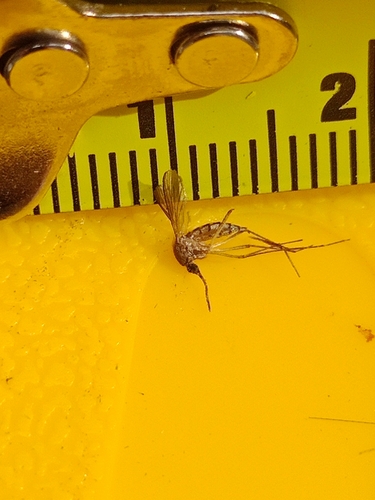 Unknown species found near Brook Creek, Lawrence, KS, USA