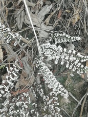 Notholaena schaffneri