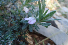 Ajuga iva iva