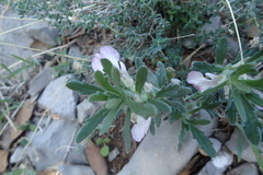 Ajuga iva iva