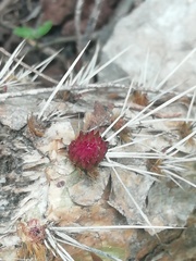 Opuntia jaliscana