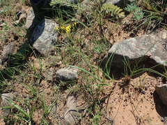 Senecio bupleuroides
