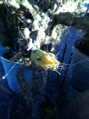 Cylindropuntia imbricata