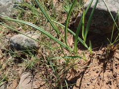 Senecio bupleuroides