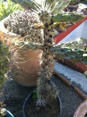 Cylindropuntia imbricata