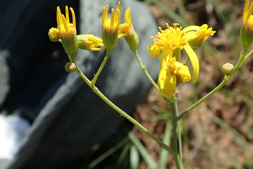 Image of Senecio bupleuroides by no rights reserved