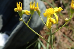 Senecio bupleuroides