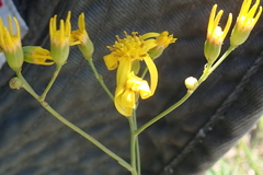 Senecio bupleuroides