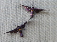 Hampsonata natalithala