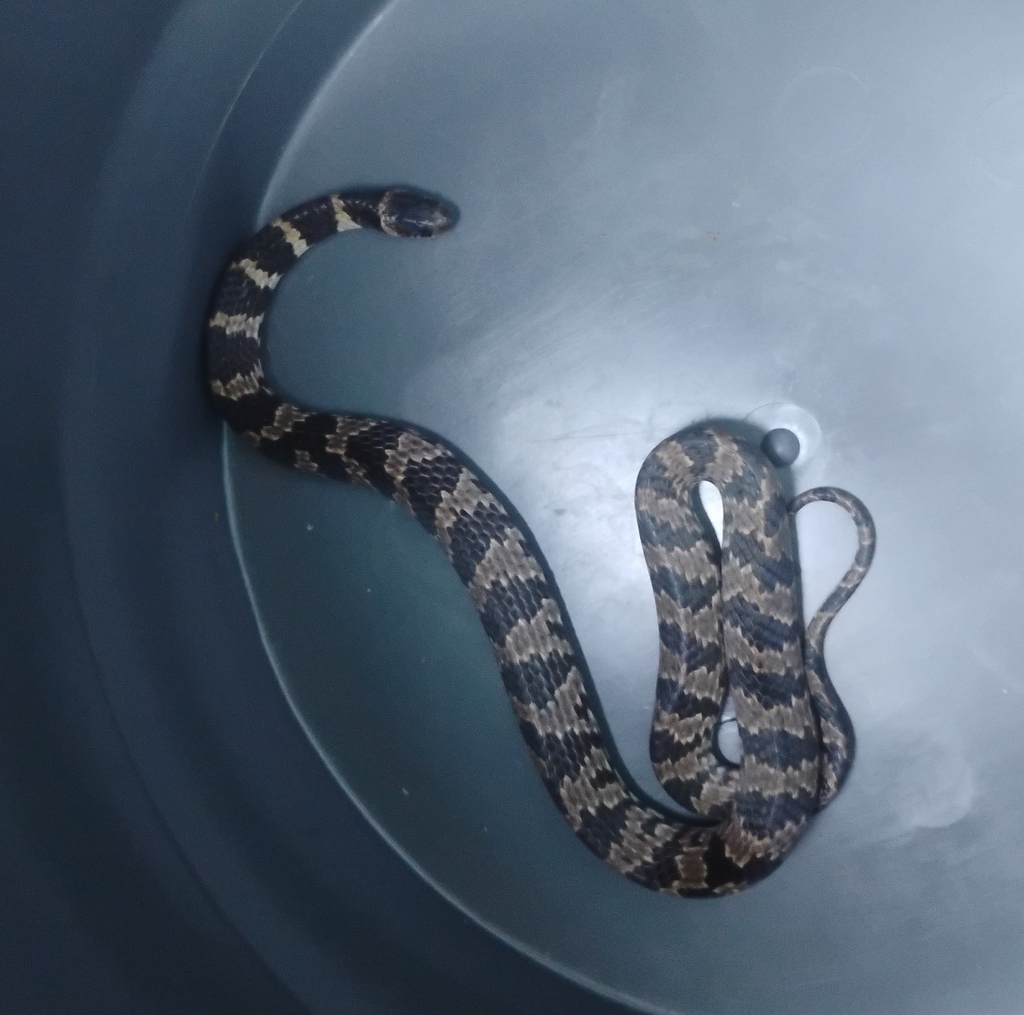 Brazilian Slug-eating Snake