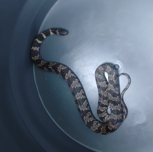 Brazilian Slug-eating Snake