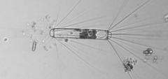 Corethron