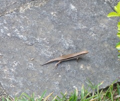 Trachylepis gravenhorstii