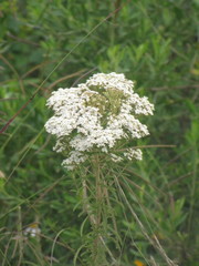 Stevia serrata serrata