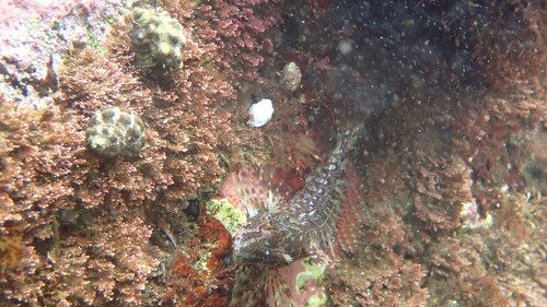 アサヒアナハゼ