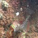アサヒアナハゼ