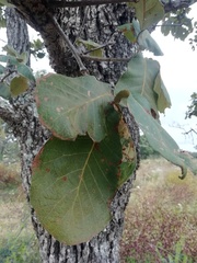 Quercus jonesii