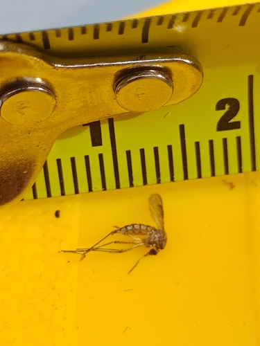 Unknown species found near Brook Creek, Lawrence, KS, USA