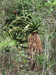 Aloe rupestris image