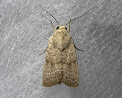 Athetis nonagrica