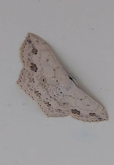 Scopula pulchellata
