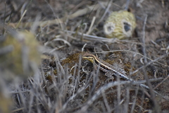 Liolaemus chacoensis
