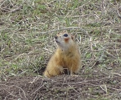 Spermophilus erythrogenys