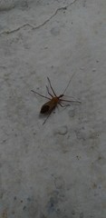 Zelus laticornis