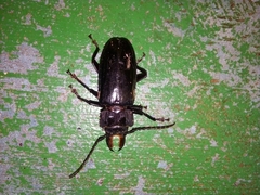 Mallodon chevrolatii