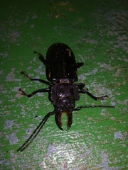 Mallodon chevrolatii