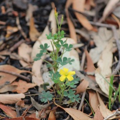 Oxalis radicosa
