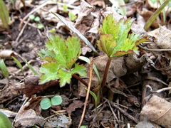 Sanicula marilandica image