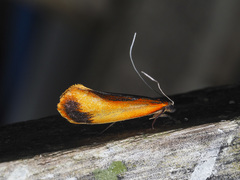 Coryptilum klugii