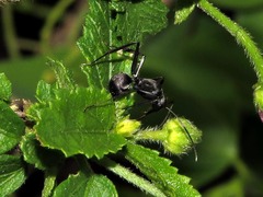 Camponotus eugeniae