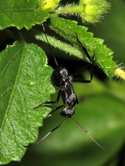 Camponotus eugeniae