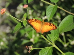 Vagrans sinha