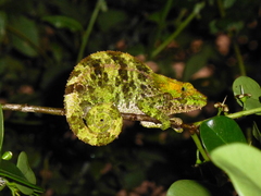 Calumma crypticum