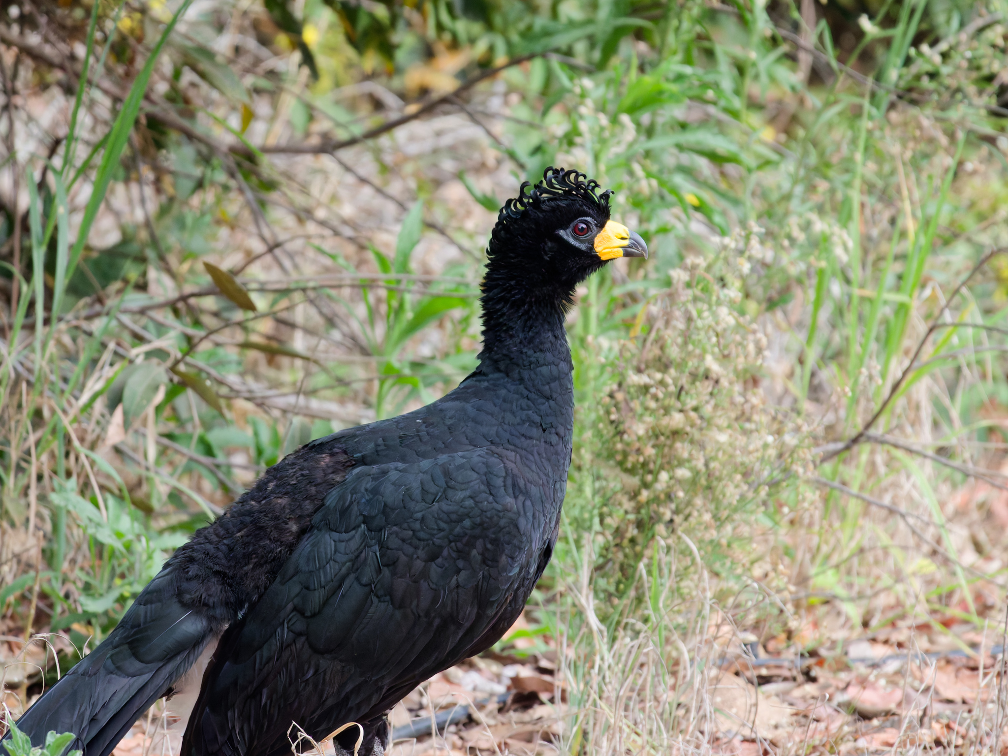 Bare-faced Curassow illustration