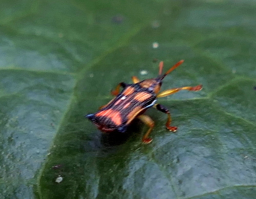 Uroplata coarctata
