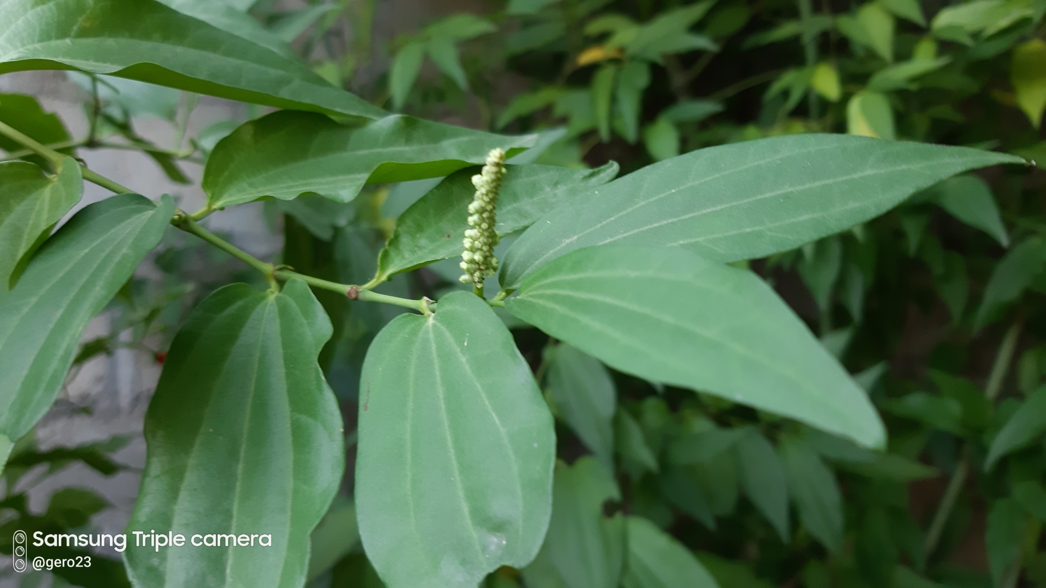 Piper longifolium