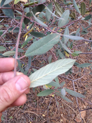 Frangula californica tomentella