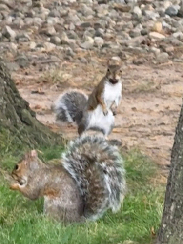 Eastern Gray Squirrel