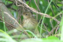 Locustella lanceolata