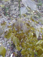 Cornus mas