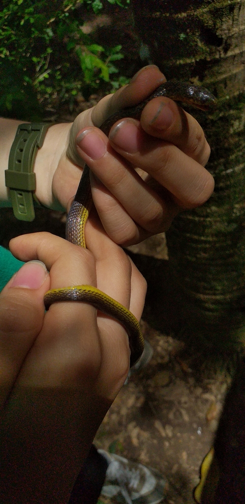 Hallowell's Ground Snake