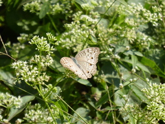 Junonia atlites