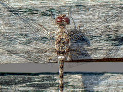 Bradinopyga geminata