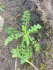 Asteraceae