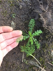 Asteraceae