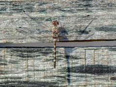 Bradinopyga geminata